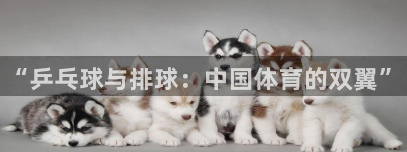 免费看球吧：“乒乓球与排球：中国体育的双翼”